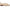 Circus NY by Sam Edelman Women's Hudson Tassel Loafer
