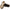 Birkenstock Gizeh BS Women's Sandals