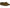 Olivewood