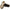 Birkenstock Gizeh Women's Sandals NW/B