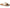 Reef Women's Sunny Emma Slides NW/OB